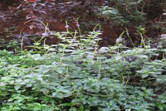 Stachytarpheta indica